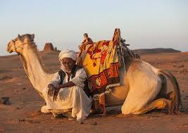 Thanks to thick pads of skin on their chest and knees, camels can comfortably sit in very hot sand. Pin On Photography Flood