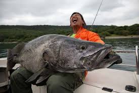 Image result for Tetradenia tanganyikae