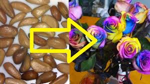 Explore rubys roses1's (@rubysroses1) posts on pholder | see more posts from u/rubysroses1 about thick, u rubys roses1 and breeding material. Growing Rose Cuttings In A Potato Debunking The Myth Youtube