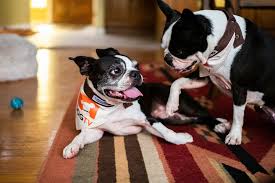 Image result for boston terrier