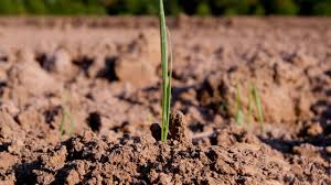 Consultant pentru investitii vand teren agricol in proprietate. Cat CostÄ Un Hectar De PÄmant Arabil In Romania La Inceput De An AnalizÄ Pe Regiuni