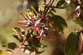 Image result for Englerina schubotziana