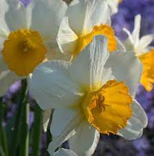 Sempre Avanti Daffodil Bulb Daffodil Bulbs Daffodils Spring Bulbs
