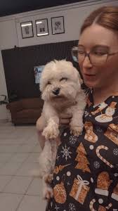 Beautiful Maltese Princess Ready for Grooming