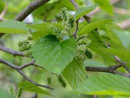 Image result for Morus