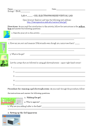 Meiosis results in this many more daughter cells than mitosis. Worksheet Gel Electrophoresis Virtual Lab 2019 Agarose Gel Electrophoresis Gel Electrophoresis