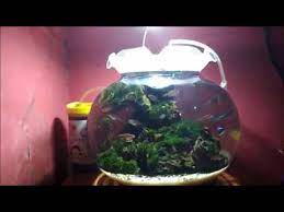 Tutorial Filter Aquarium Bulat Aquascape Youtube