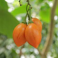 ✅ free delivery and free returns on ebay plus items! Tamarillo Wikipedia