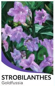 Image result for Strobilanthes anisophylla