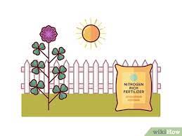 Comment faire disparaître le trèfle du gazon. 3 Manieres De Eliminer Le Trefle Wikihow