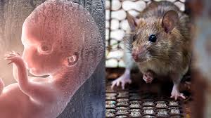 Maybe you would like to learn more about one of these? Campus Reform U Pitt Grafts Aborted Babies Scalps To Rodents In Disgusting Experiment