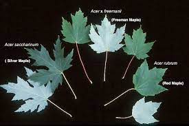 The sugar maple tree can live in a very wide variety of soils. Acer Freemanii Landscape Plants Oregon State University