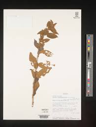 Image result for Bonamia mossambicensis