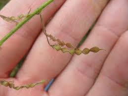 Image result for Desmodium tortuosum