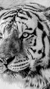 Black And White Tiger Picture Black And White Tiger Iphone Background In 2020 Iphone Background White Tiger Animal Wallpaper