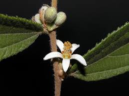 Image result for Grewia holstii