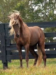Blonde Hair Horse Horses Pretty Horses Beautiful Horses
