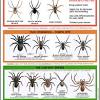 Spiders / the%20demystification%20of%20the%20 toxicity %20of%20 spiders.pdf. 3