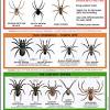The door in the basement spider. 1