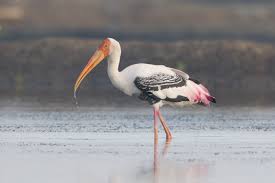 Painted Stork Wikipedia Animals and birds name in hindi. painted stork wikipedia