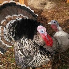 At 18 months, you can estimate the process weight to be 20% less than live weight. Raising Backyard Turkeys Purina Animal Nutrition