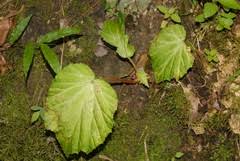 Image result for Begonia bequaertii