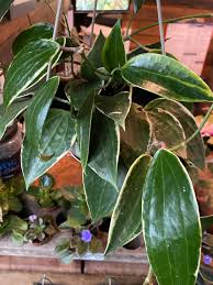 Image result for Carvalhoa macrophylla