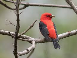 Check spelling or type a new query. Pictures Of Red Birds From Around The Globe