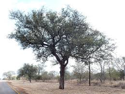 Image result for Balanites maughamii