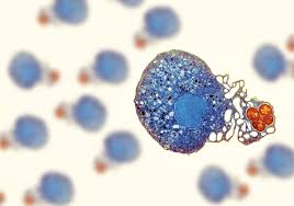 Chloroplasts, along with the nucleus, cell membrane, and endoplasmic reticulum, are key players in pathogen defense. Mechanisms And Function Of Neutrophil Extracellular Traps The Scientist Magazine