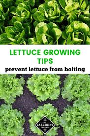 Just grab a sharp knife and holding the base firmly, cut off the head. Preventing Bolted Lettuce Gardening Channel