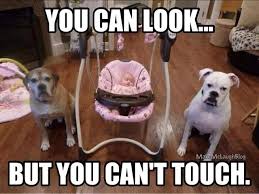 30 Funny Animal Captions Part 5 30 Pics Amazing Creatures Protective Dogs Animal Captions Funny Animal Pictures