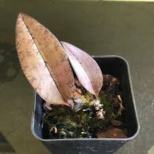 Image result for Oeceoclades