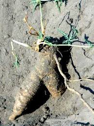 Image result for Acanthosicyos naudinianus