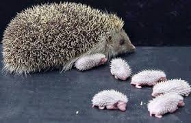 Herisson Hedgedog Et Ses Petits Baby Hedgehog Cute Baby Animals Cute Animals