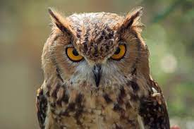 This may make you wonder why owls are able to turn their heads that far around. Bird Myths Owls Can Turn Their Heads 360 Into The Air