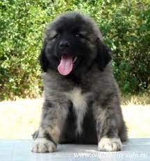 Caucasian Shepherd Puppies For Sale Puppies Of Caucasian Shepherd Dog From Sholin Vikr Caucasian Shepherd Dog Caucasian Mountain Dog Caucasian Shepherd Puppy