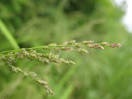 Image result for Galactia striata