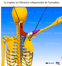 On appelle tendinose la tendinite chronique liée à une dégénérescence progressive du tendon. L Epaule Une Horloge Merveilleuse Et Tres Fragile Orthopedie Pour Tous
