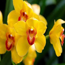 Everything you love about amazon, designed for your business. Chicago S Best Wholesale Florist