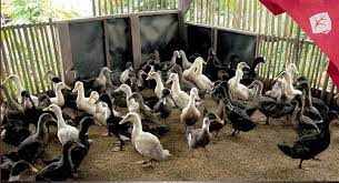 Kami bisa kirim bibit bebek sampai lokasi dan pembayaran dapat di lakukan di tempat. Agromedia Mengenal 5 Keunggulan Bebek Gunsi 888 Agromedia