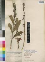 Image result for Ochna arenaria