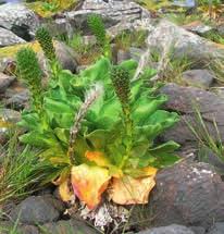 Image result for Agelanthus keilii