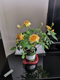I would also like to say that miniature roses really want to be grown outdoors. Roses Forum Mini Rose Turning Yellow And Dying Garden Org