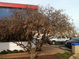 So be sure to order at the right time of year. What S That Weird Tree On Whitesburg Drive A Walking Stick Filbert Al Com