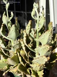 Pin On Kalanchoes