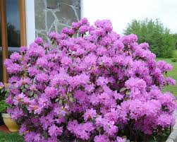 Image result for Rhododendron