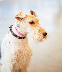 In fact, there are roughly 30 unique dog breeds in this category. Foxterrier Drahthaar Hunde Informationen Zu Den Bienenarten Omlet