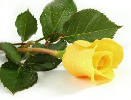 sárga rózsa képek letöltése ingyen