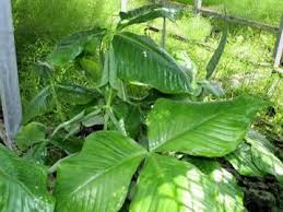 重井薬用植物園 園内花アルバム